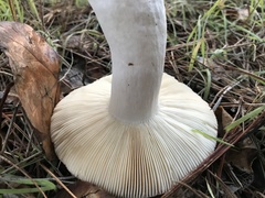Russula californiensis