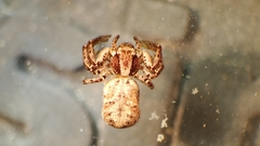 Psammitis labradorensis