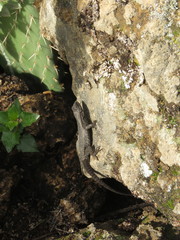 Sceloporus megalepidurus