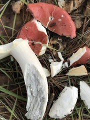Russula californiensis