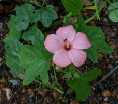 Abelmoschus moschatus tuberosus