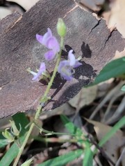 Pycnospora lutescens