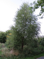 Salix amygdaloides