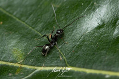 Leptomyrmex burwelli