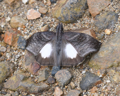 Theagenes albiplaga