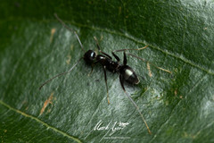 Leptomyrmex burwelli