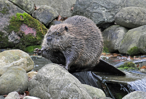 North American Beaver