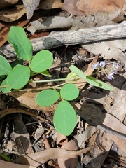 Pycnospora lutescens