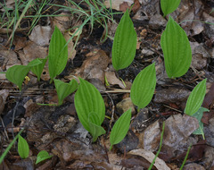 Nervilia holochila