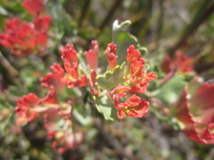 Adenanthos cuneatus