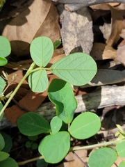 Pycnospora lutescens