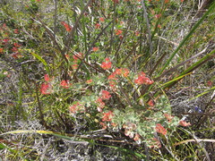 Adenanthos cuneatus