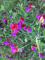 Lathyrus odoratus