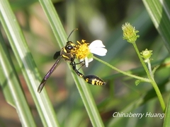 Phimenes flavopictus formosanus