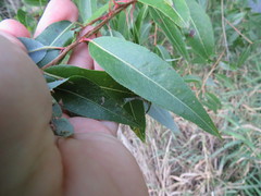 Salix amygdaloides
