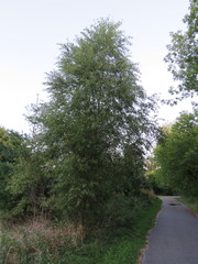 Salix amygdaloides