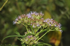 Chromolaena perglabra