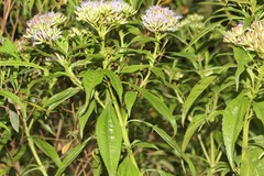 Chromolaena perglabra