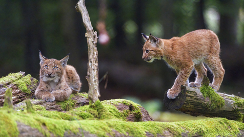 Eurasian Lynx