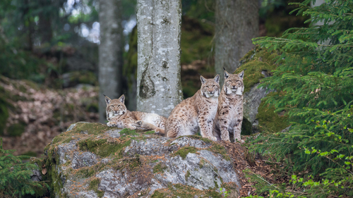 Eurasian Lynx