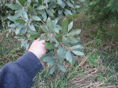 Salix bebbiana