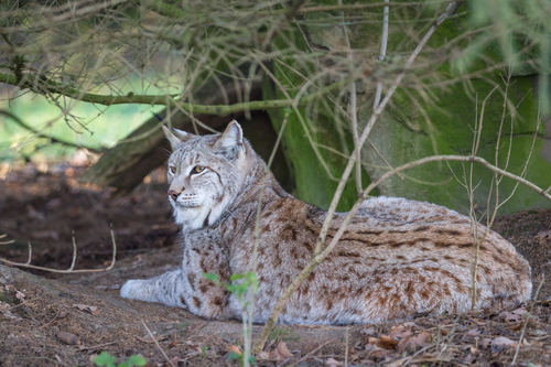 Eurasian Lynx