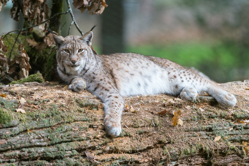 Eurasian Lynx