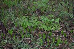 Nervilia holochila
