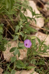 Jacquemontia evolvuloides