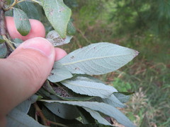 Salix bebbiana