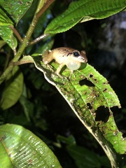 Pristimantis achatinus