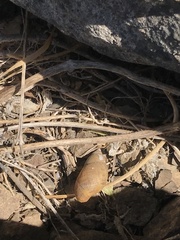 Plectostylus chilensis