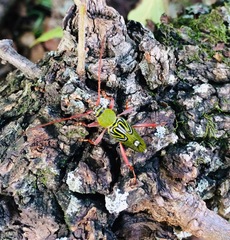 Trichoxys labyrinthicus
