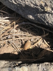 Plectostylus chilensis