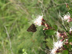 Callophrys spinetorum millerorum