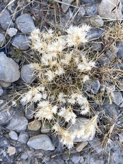 Dasyochloa