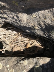 Plectostylus chilensis