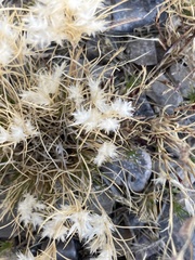 Dasyochloa