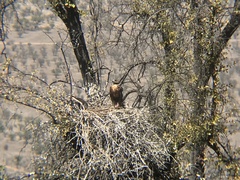 Geranoaetus melanoleucus australis