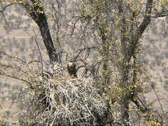 Geranoaetus melanoleucus australis