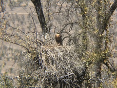 Geranoaetus melanoleucus australis