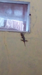 Gekko gecko