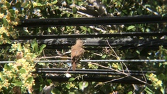 Troglodytes aedon chilensis