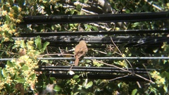 Troglodytes aedon chilensis