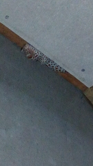 Gekko gecko