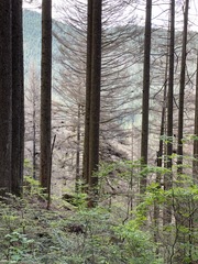 Arceuthobium tsugense tsugense