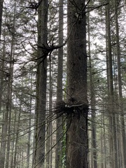 Arceuthobium tsugense tsugense