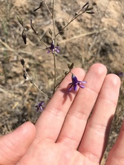 Conanthera campanulata
