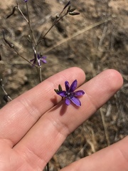 Conanthera campanulata