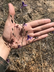 Conanthera campanulata
